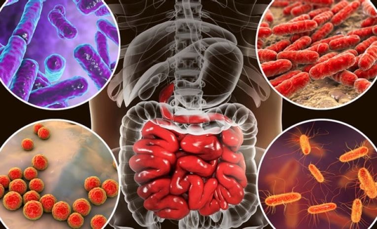 Prendre soin de son microbiote : c'est vital