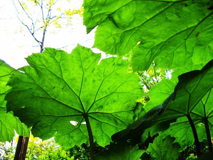 LES PLANTES VIVACES GEANTES