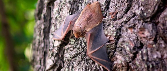 La Nuit de la chauve-souris au zoo