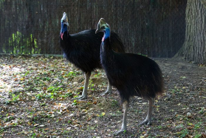 LES OISEAUX, DES DINOSAURES A PLUMES ?