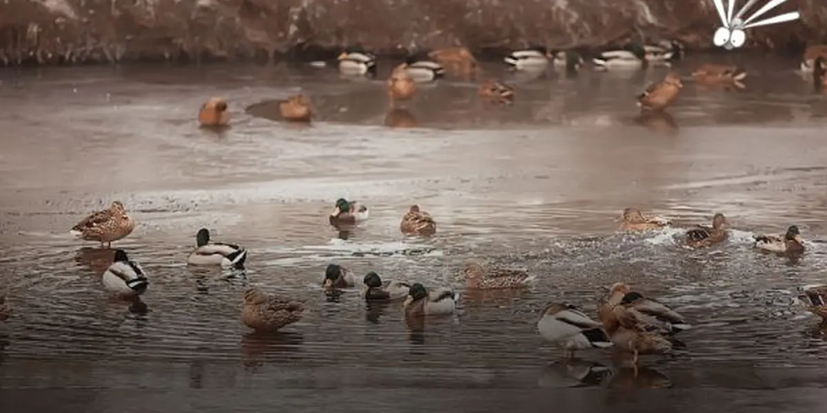 Sortie nature : Castor et oiseaux d'eau