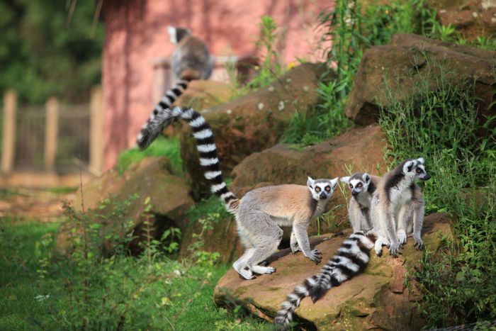 L’ÉTÉ DU ZOO