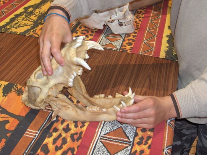 DENTURES ET REGIMES ALIMENTAIRES