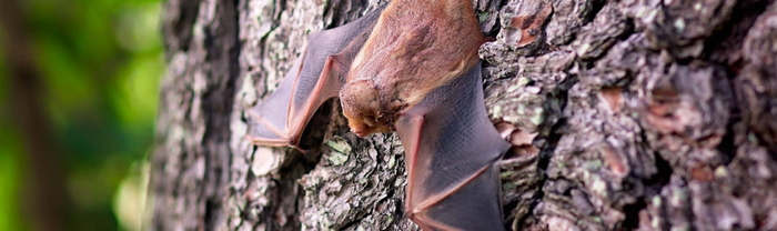 Nuit de la chauve-souris