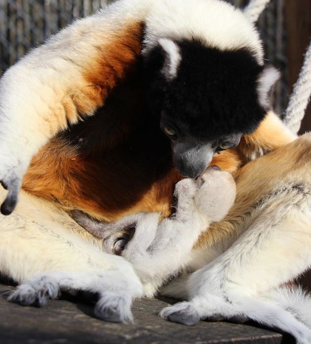 LES NAISSANCES AU ZOO DE MULHOUSE