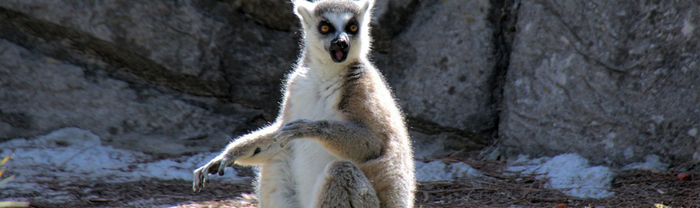 Madagascar en fête