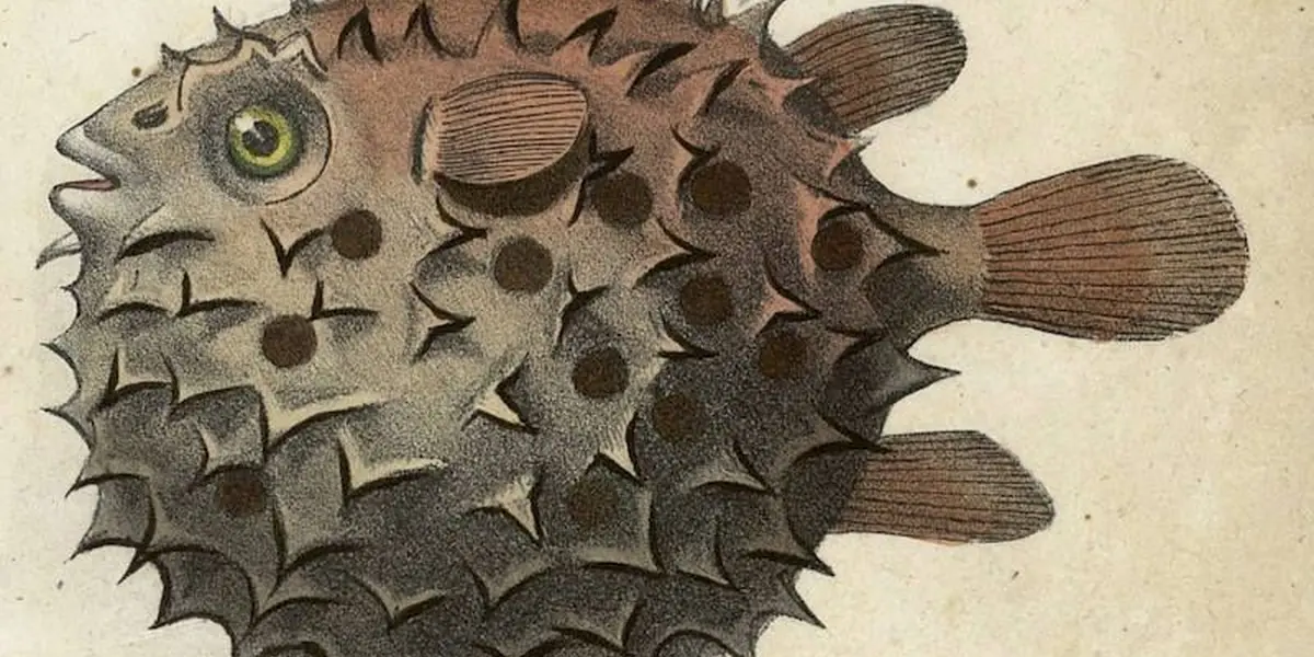 Atelier poisson d'avril à la Bibliothèque Coteaux 
