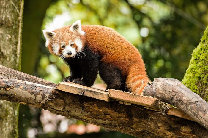 Visite guidée zoologique