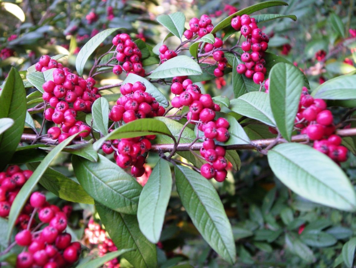 Visite guidée « Les fruits comestibles et les fruits toxiques »