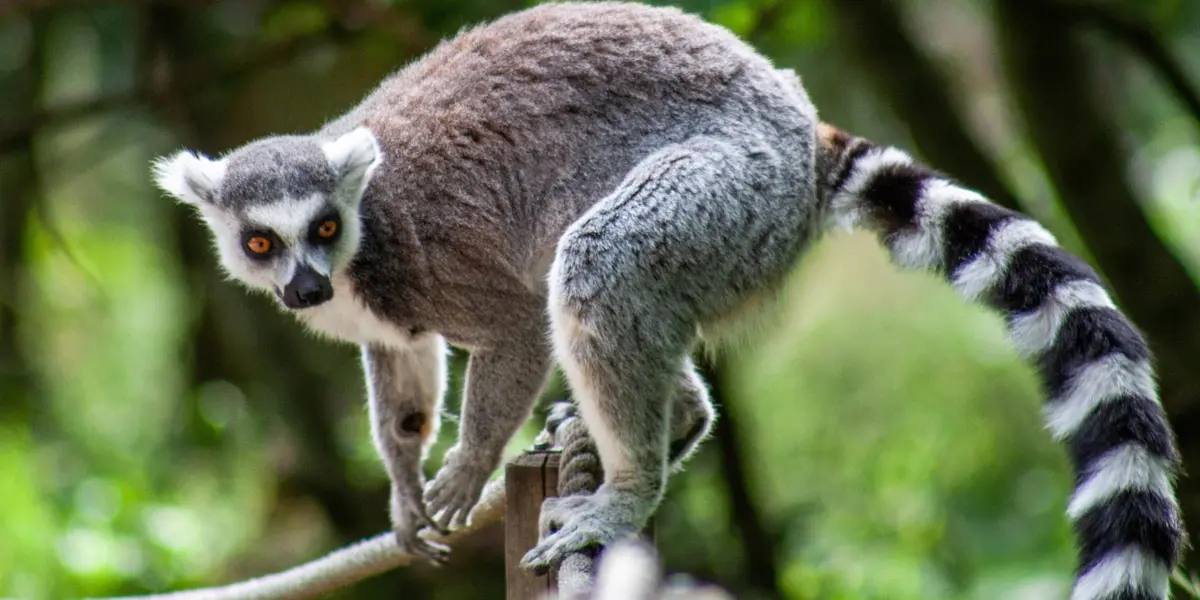 Madagascar en fête 2026