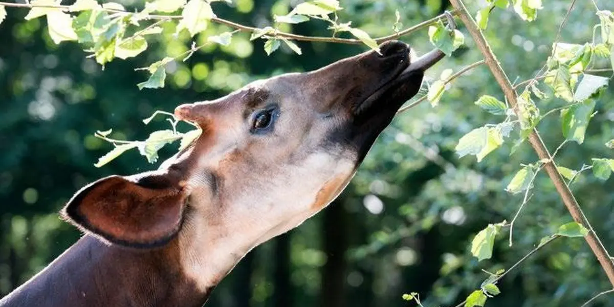 Sessions d'effeuillage pour les animaux du Parc Zoologique et Botanique de Mulhouse