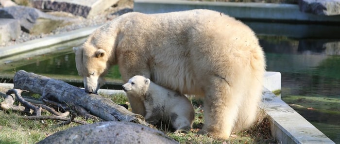 Découverte du métier de soigneur