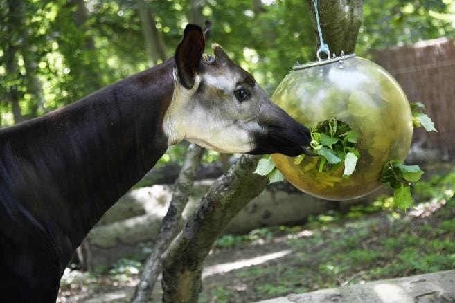 Parc zoologique et botanique - Découvrir le Parc autrement