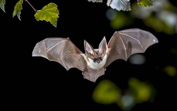 La nuit internationale de la chauve-souris en plein cœur du Parc !
