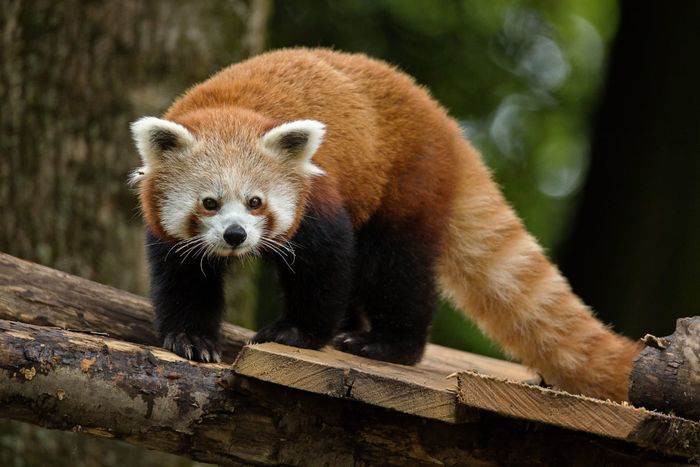 Journées internationales du panda roux