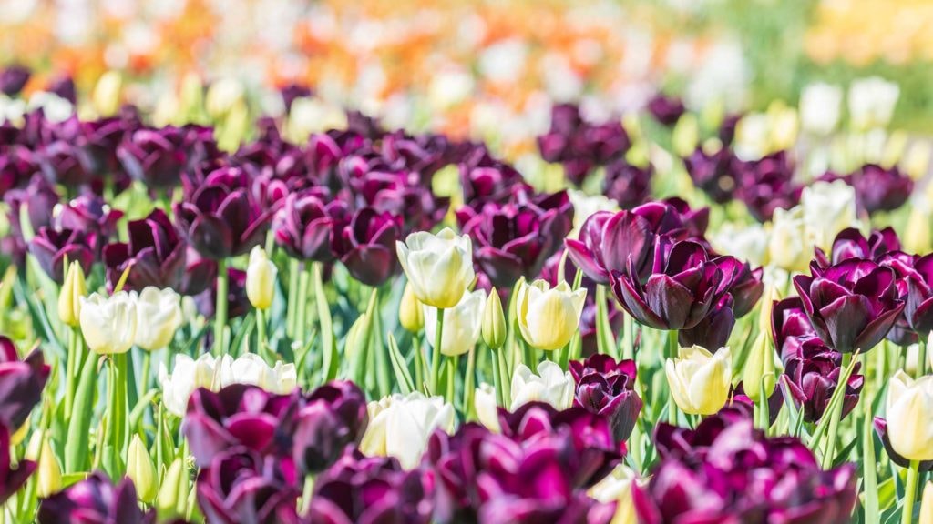 21ème Marché aux Plantes