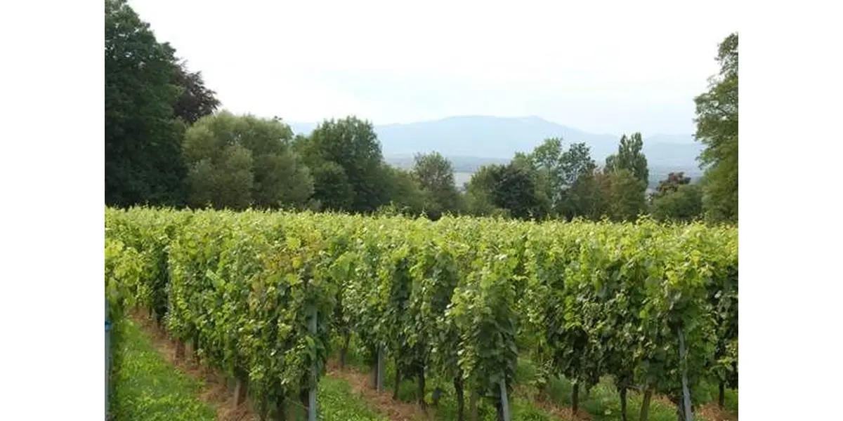 Balade dans le Haut Rebberg