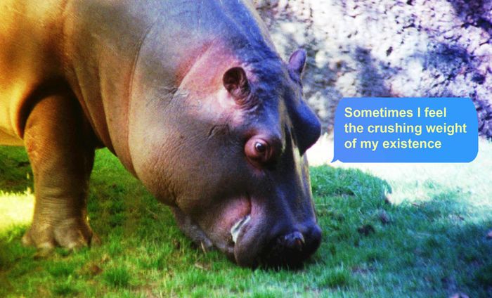 Un Paon et un Hippopotame se lancent dans un Débat Existentiel - Basim Magdy