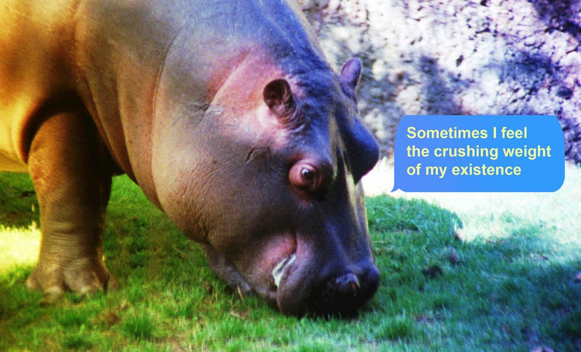 Un Paon et un Hippopotame se lancent dans un Débat Existentiel - Basim Magdy
