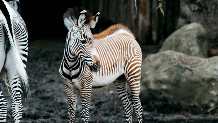 La rentrée au Parc zoologique et botanique de Mulhouse