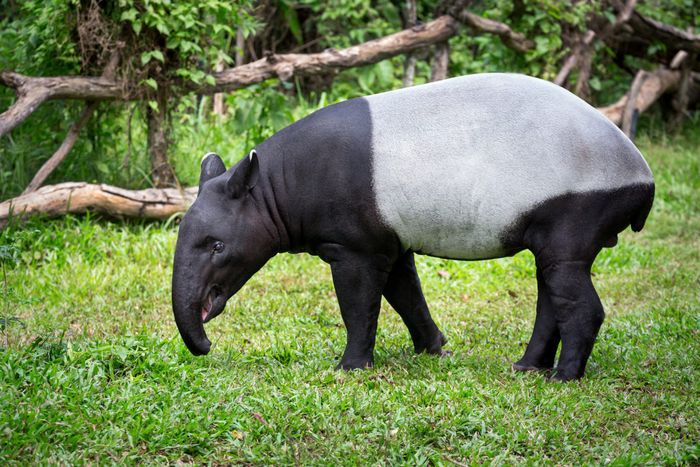 Visite guidée zoologique